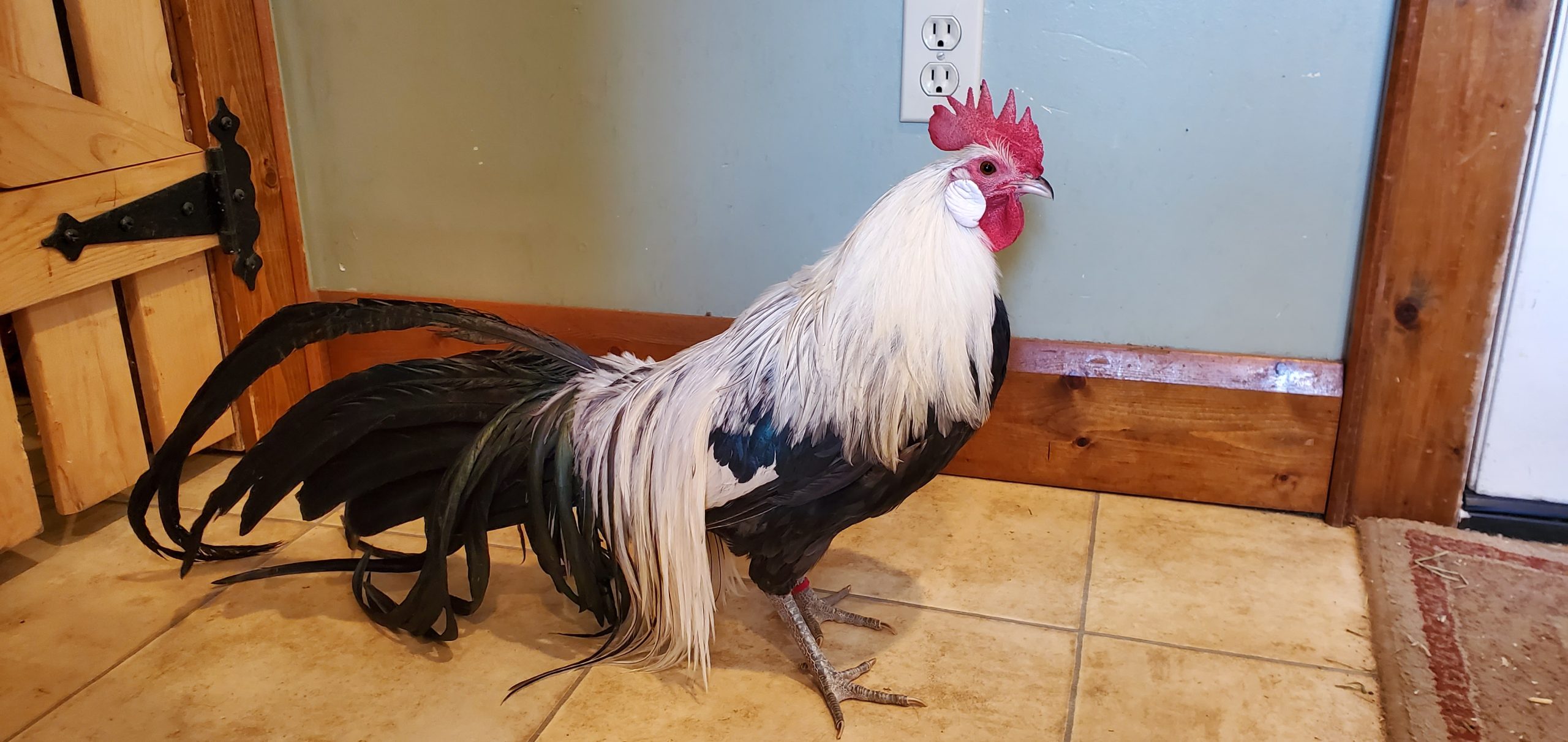 Large fowl Silver Phoenix pairs