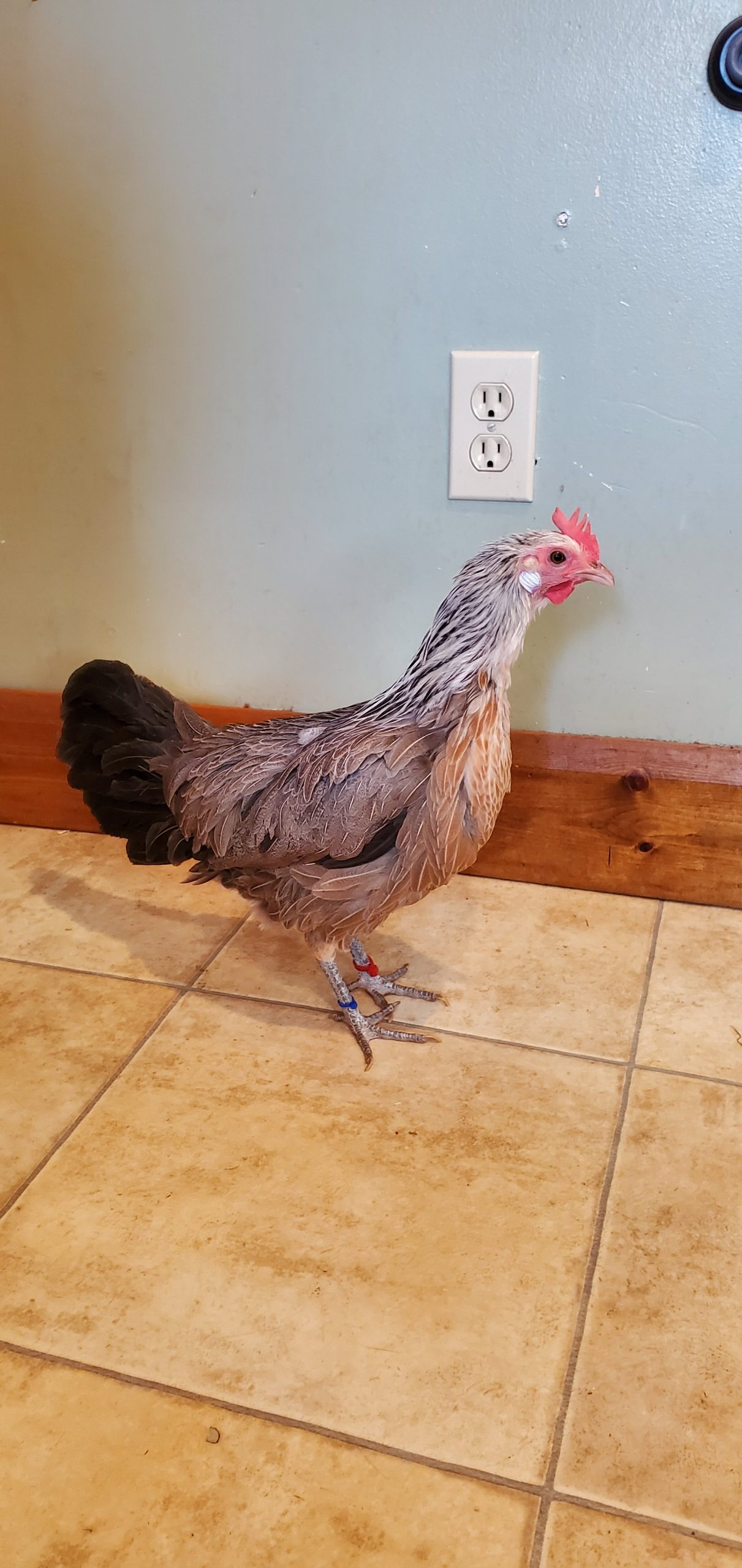 Large fowl Silver Phoenix pairs