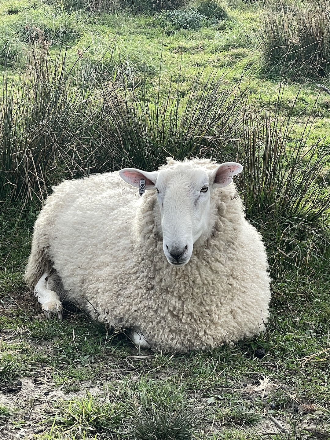 Registered Border Leicester Ram looking for new home