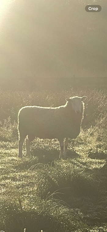 Registered Border Leicester Ram looking for new home