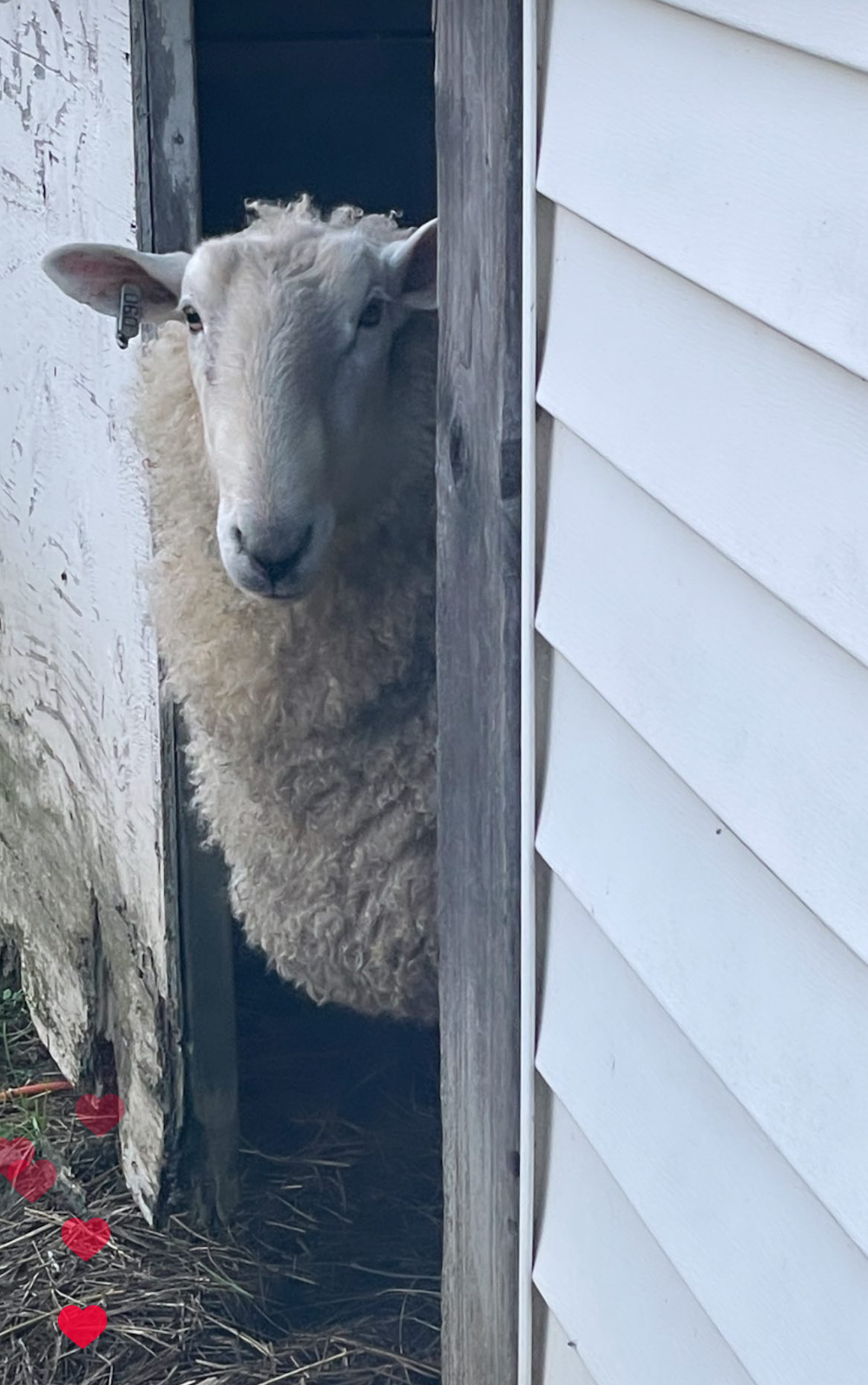Registered Border Leicester Ram looking for new home