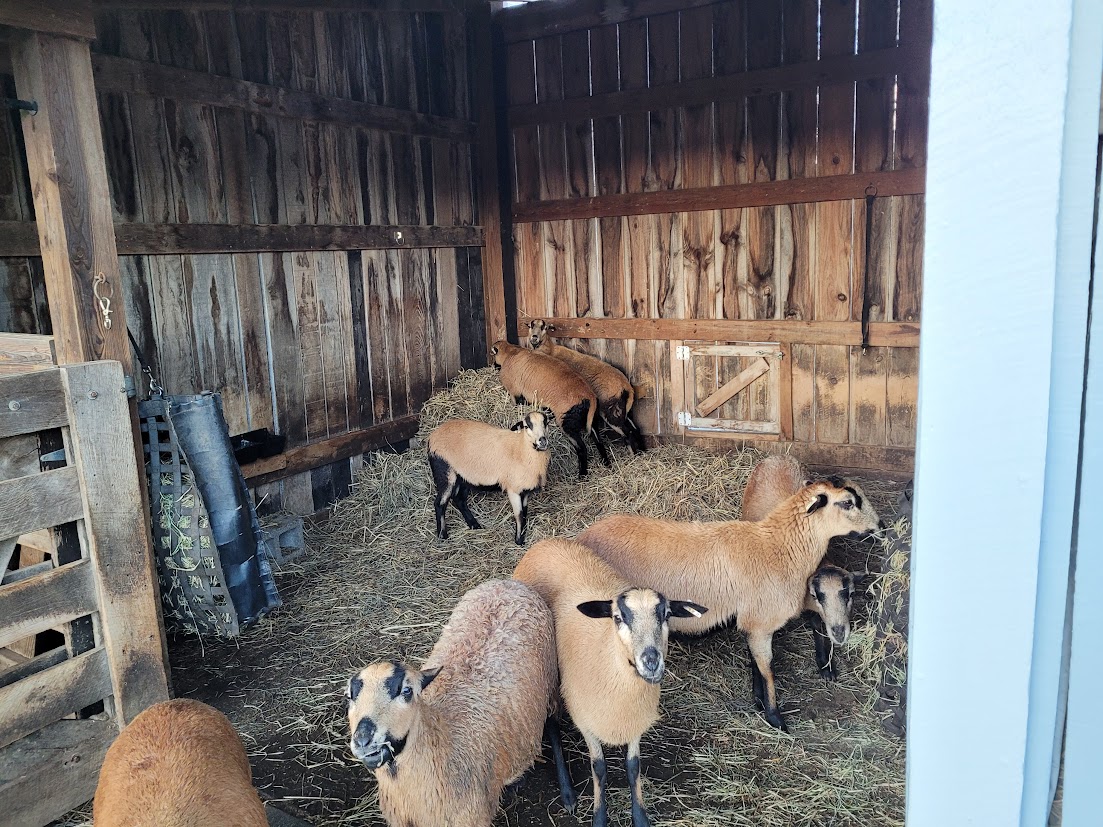 Barbados Blackbelly Ewes