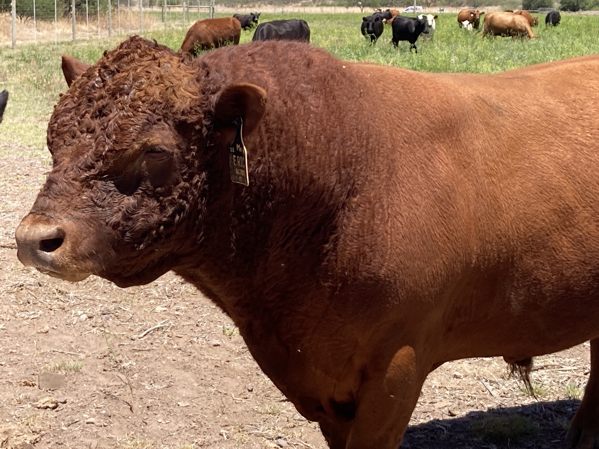 Chicaro Heritage Farms