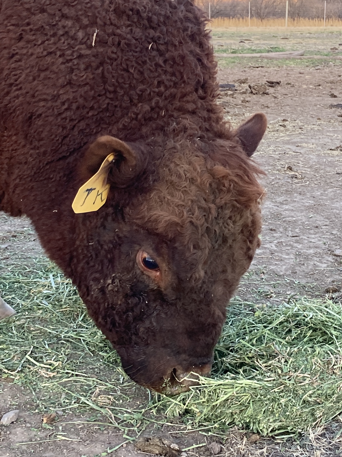 Chicaro Heritage Farms