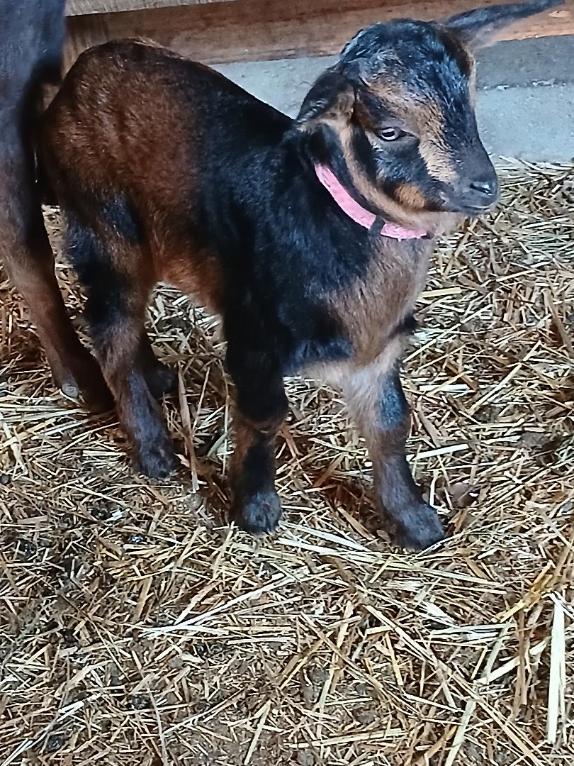 2025 bucklings for sale