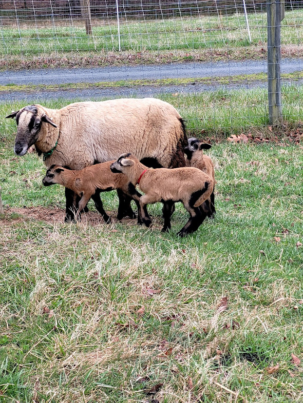 Barbados Blackbelly Ewes