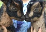 Rare San Clemente Island Goats – Kids & Breeding Stock