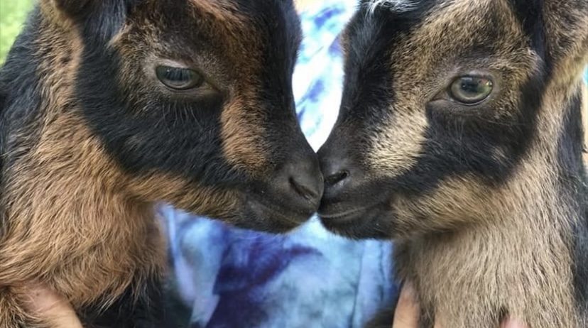 Rare San Clemente Island Goats – Kids & Breeding Stock