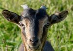 Rare San Clemente Island Goats – Kids & Breeding Stock