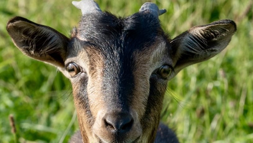 Rare San Clemente Island Goats – Kids & Breeding Stock