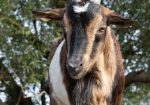 Rare San Clemente Island Goats – Kids & Breeding Stock