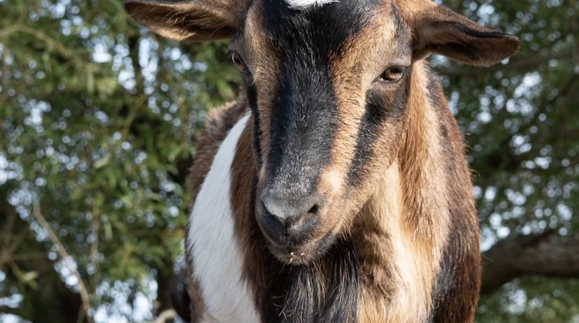 Rare San Clemente Island Goats – Kids & Breeding Stock