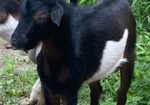 Rare San Clemente Island Goats – Kids & Breeding Stock