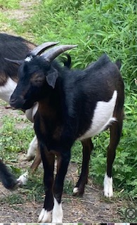 Rare San Clemente Island Goats – Kids & Breeding Stock