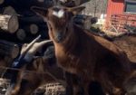 Rare San Clemente Island Goats – Kids & Breeding Stock