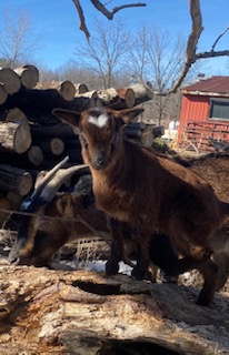 Rare San Clemente Island Goats – Kids & Breeding Stock