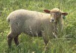 Tunis Ram Lambs