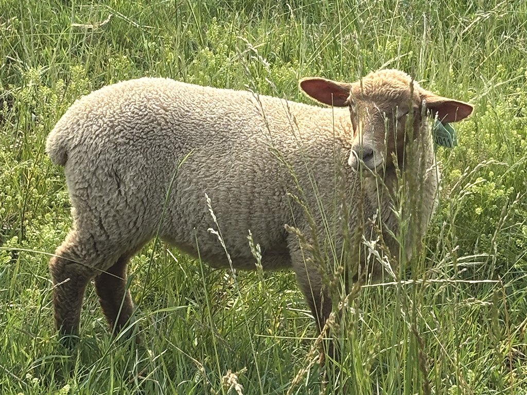 Tunis Ram Lambs