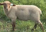 Tunis Ram Lambs
