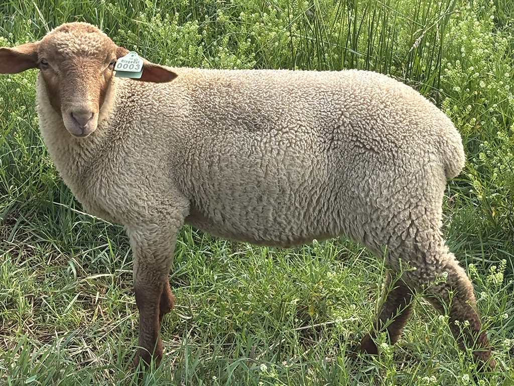 Tunis Ram Lambs