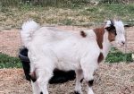 Myotonic Bucklings and Doeling