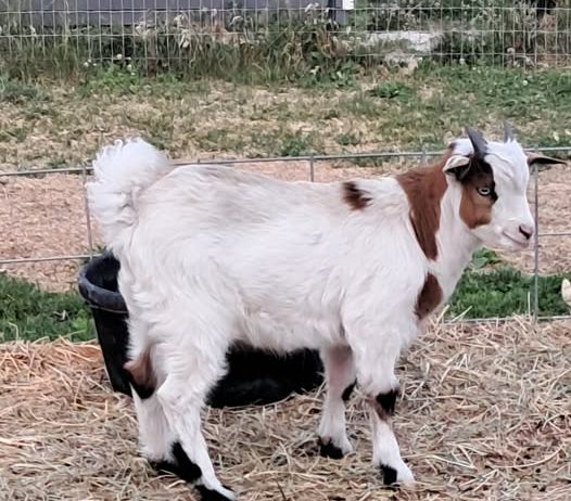 Myotonic Bucklings and Doeling