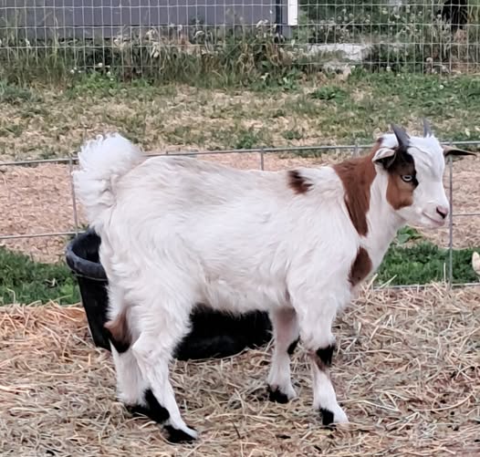 Myotonic Bucklings and Doeling