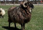 Navajo-churro ram for sale – proven breeder