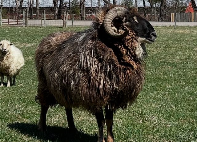 Navajo-churro ram for sale – proven breeder