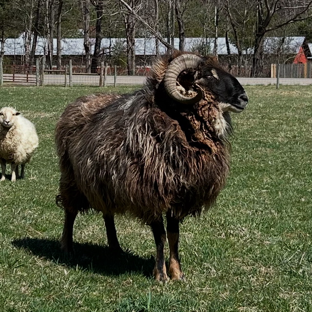 Navajo-churro ram for sale – proven breeder