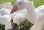 Cotton Patch Pair