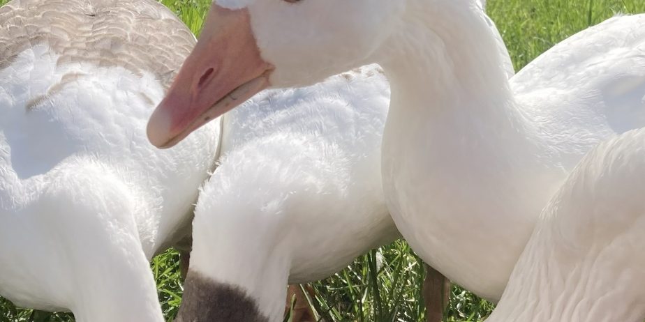 Cotton Patch Pair