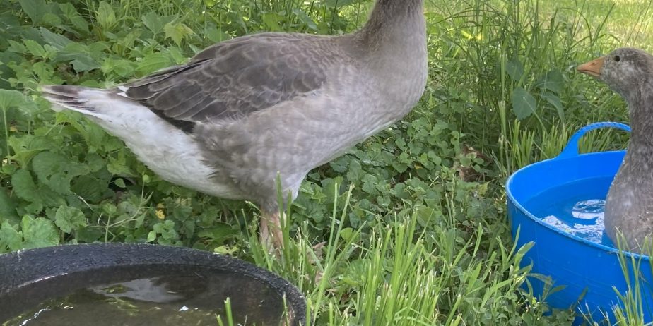 Cotton Patch Pair