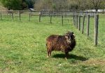 Navajo-churro ram for sale – proven breeder