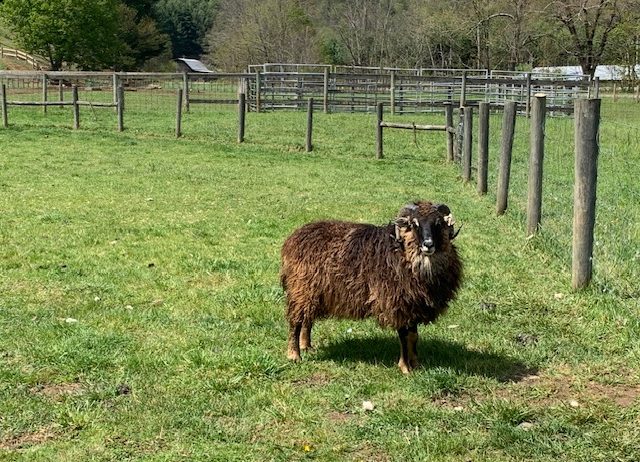 Navajo-churro ram for sale – proven breeder