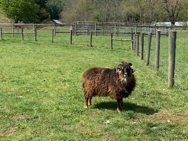 Navajo-churro ram for sale – proven breeder