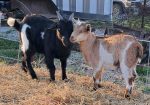 Myotonic Bucklings and Doeling