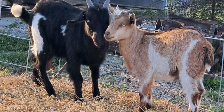Myotonic Bucklings and Doeling