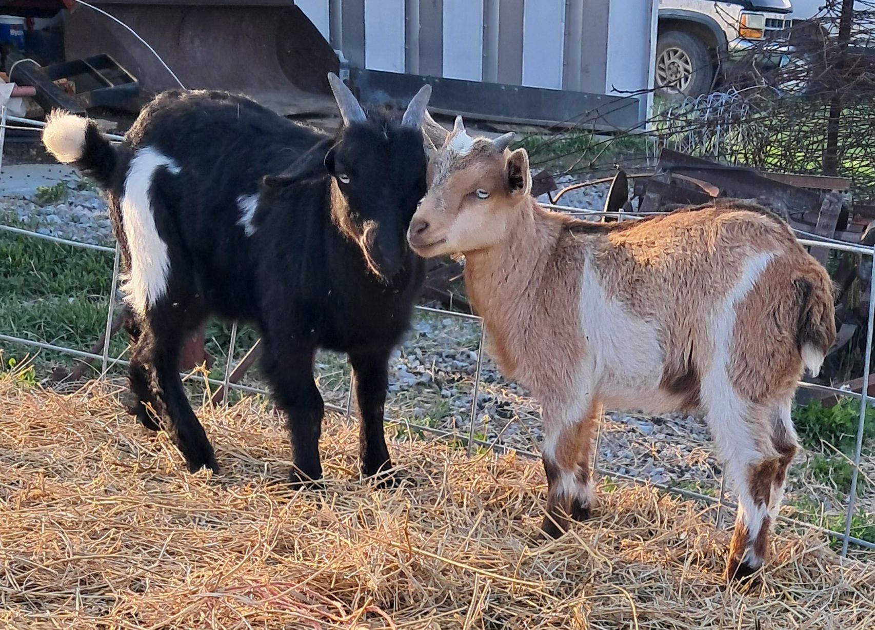 Myotonic Bucklings and Doeling