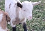 Myotonic Bucklings and Doeling
