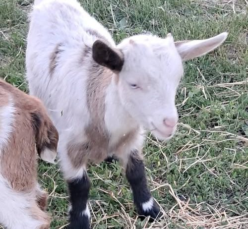 Myotonic Bucklings and Doeling