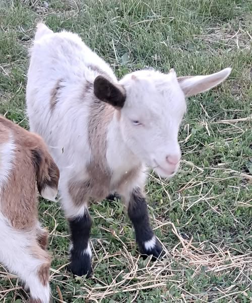 Myotonic Bucklings and Doeling
