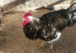 Mottled Java Rooster, Available for Breeding