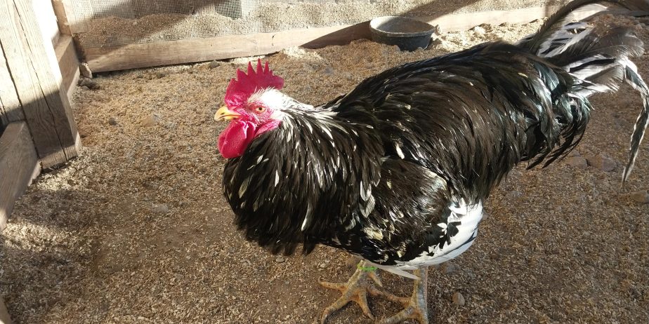 Mottled Java Rooster, Available for Breeding