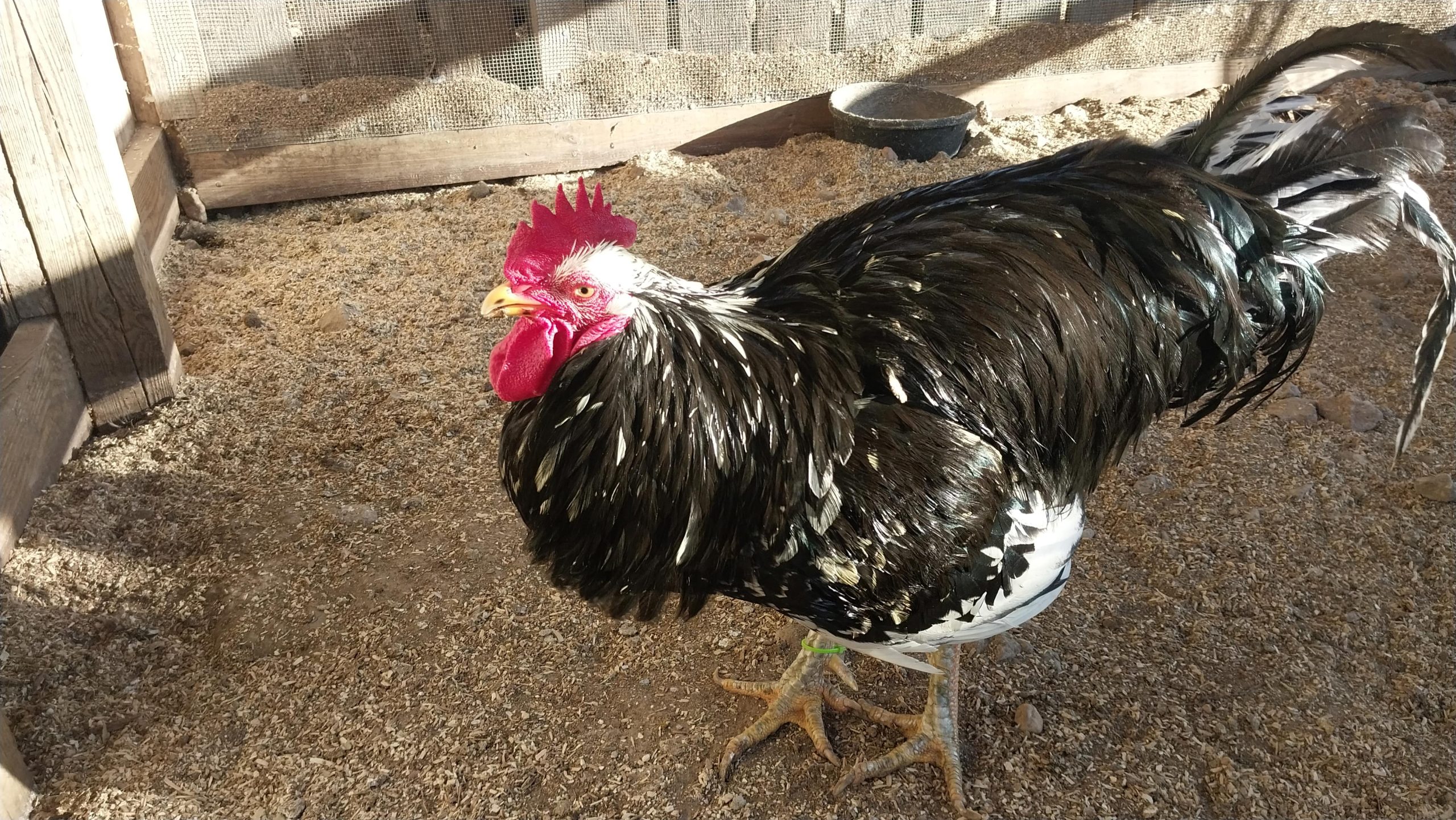 Mottled Java Rooster, Available for Breeding