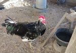 Mottled Java Rooster, Available for Breeding