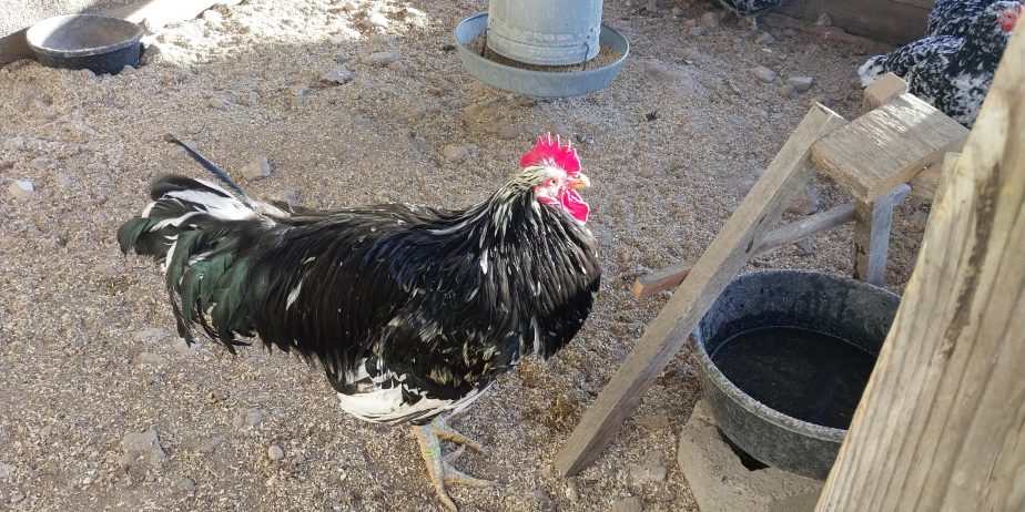 Mottled Java Rooster, Available for Breeding