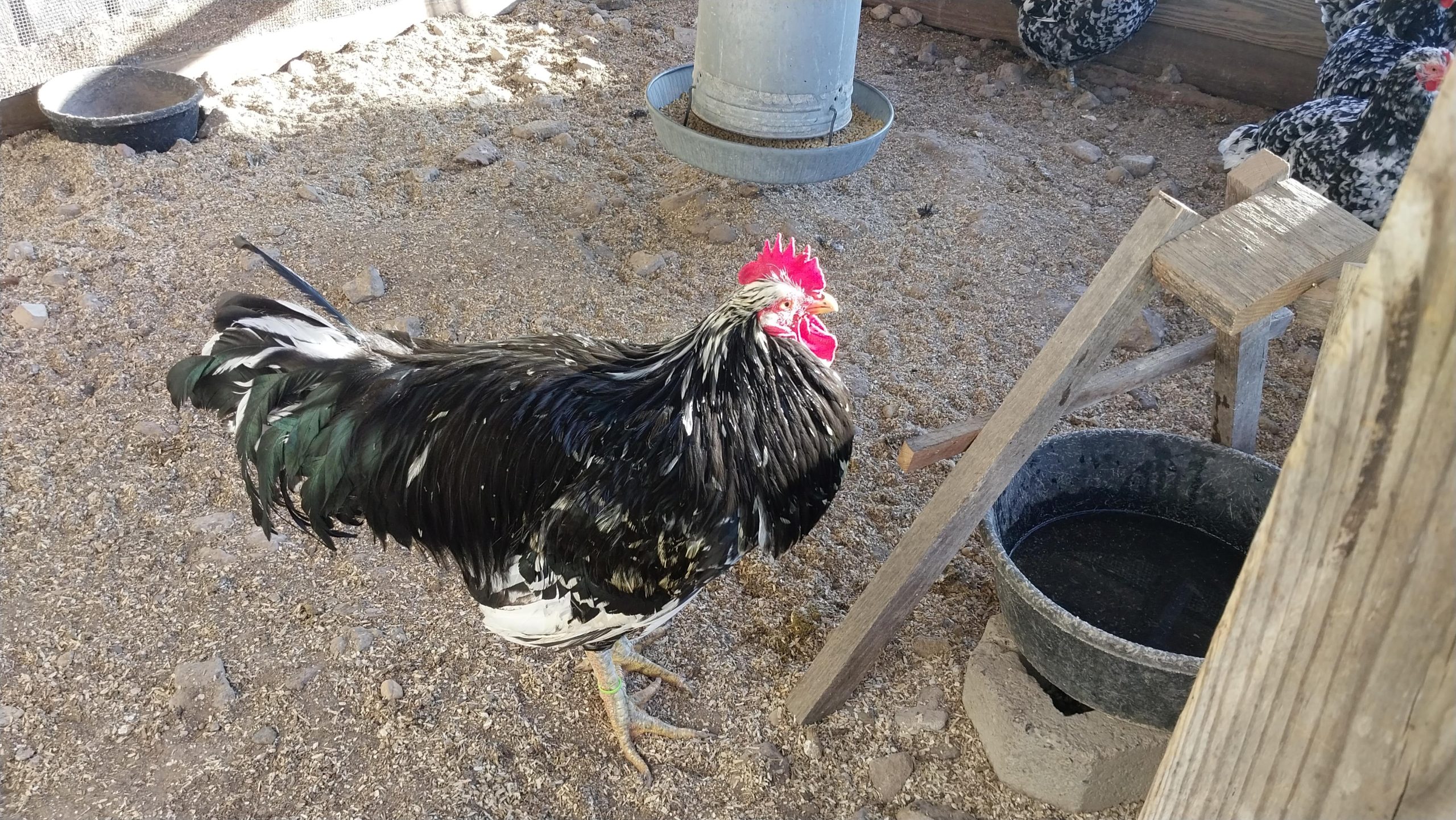 Mottled Java Rooster, Available for Breeding