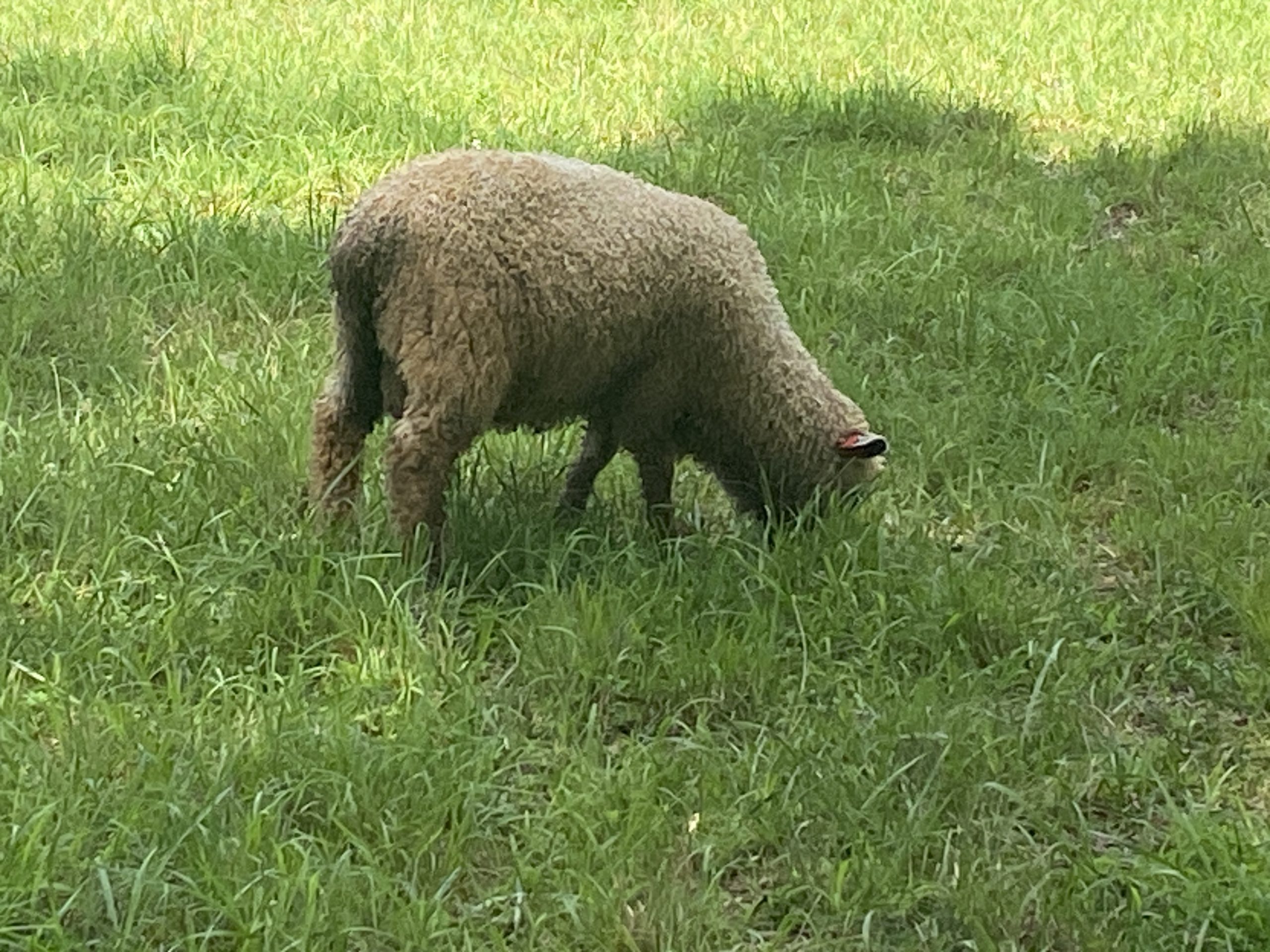 Leicester Longwool lambs for sell Rams And Ewes