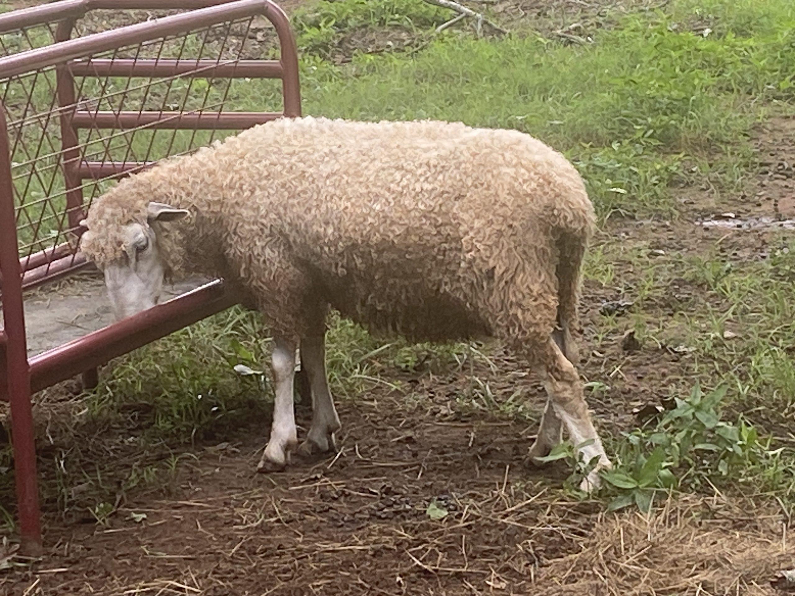 Leicester Longwool lambs for sell Rams And Ewes